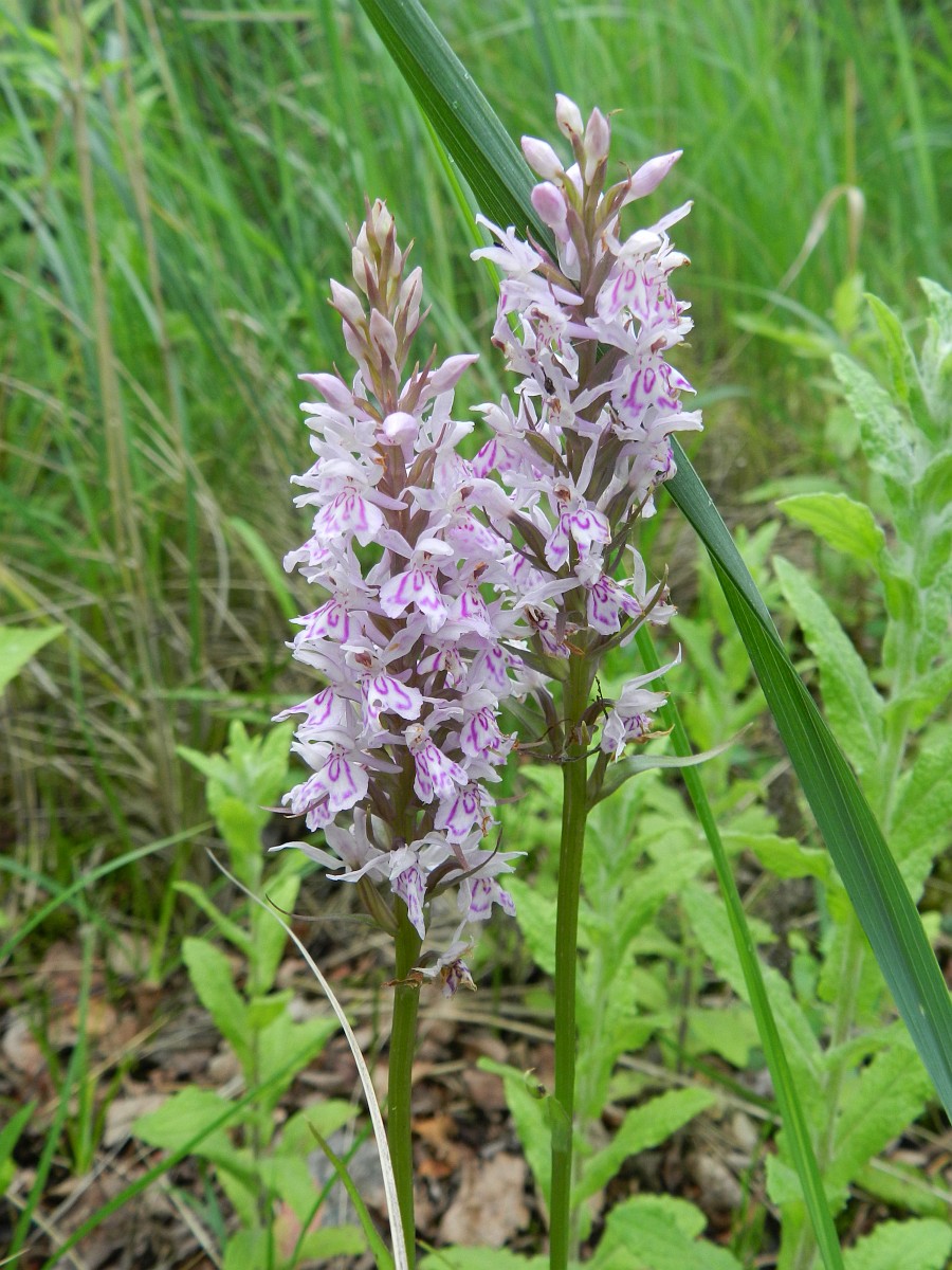 dactylorhiza-fuchsii-common-spotted-orchid